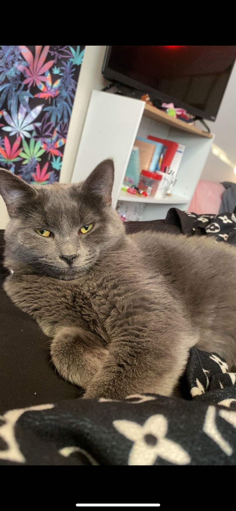 lost cat named Reeses